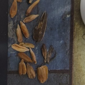 五行山下行者答黑熊精