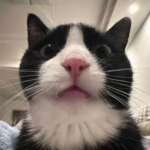 爱你但是说不出口