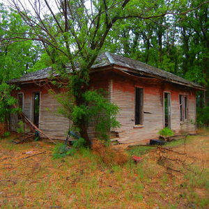 Possum on the Half Shell