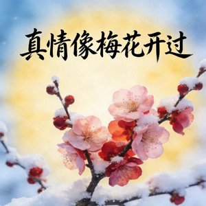 真情像梅花开过