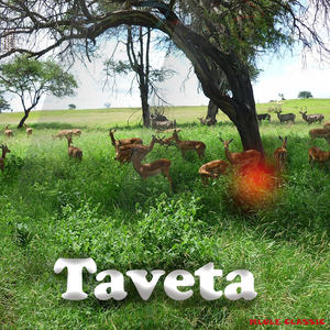Taveta