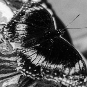 诅咒 CURSE (纯乐版)