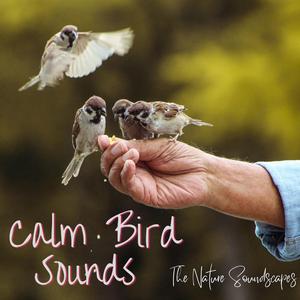 Calm Bird Sounds