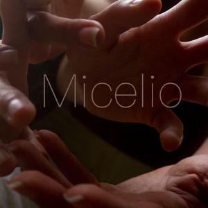 Micelio