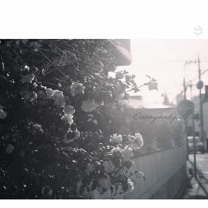 모르고 있었다 (不曾知晓)