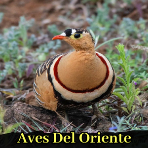 Дорнодын шувууд