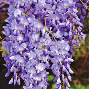 Spragnieni wiosny