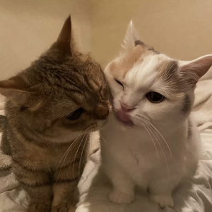 收官（Prod By Fai)