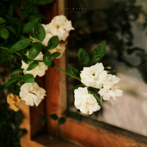 잔잔한 노래 (슬픈 밤)