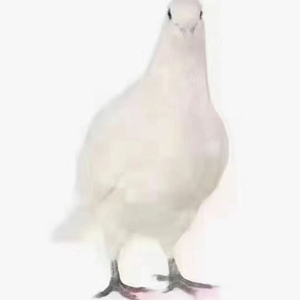 深夜高架孤独赛车手