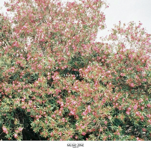 ハル、晴レルヤ