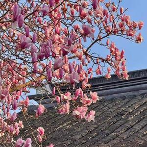 贝利亚进行曲  (PHONK)