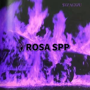 蔷薇.ROSA SPP（Prod EVOMUSIC）