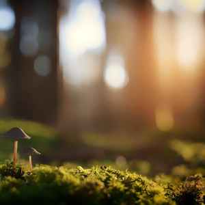 喝茶音乐.浮华 (八音盒)