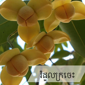 រំដួលក្រចេះ