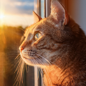 Paws Draped In The Afternoon Glow