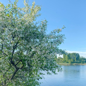 пыльца