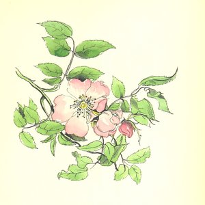 Bloom