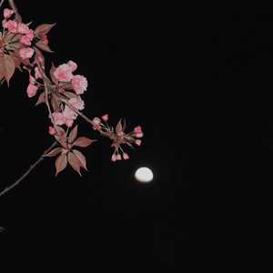 Moon Veil