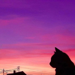 Dance Monkey（DJ Ankarrr remix）