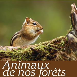 Dans les sous-bois (furets, hérissons, écureuils, belette)