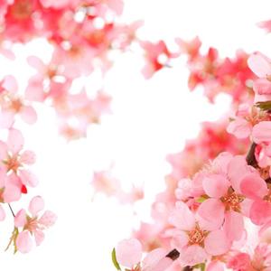 繁花【苏枕袖】（翻自 群星）