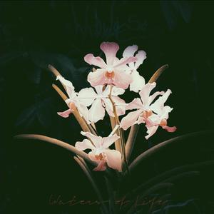 Entre tus Petalos
