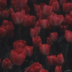 可我还是猜不透你