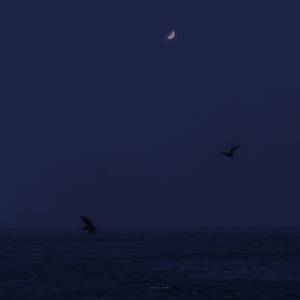 孤岛 （prod by tingleM）