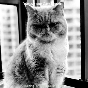 Understated (Kittens)