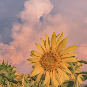 petals do blossom