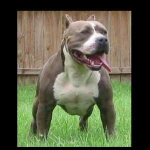 Big Dogg Bizness