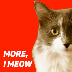 More I Meow