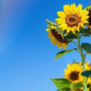 《灵动琴音点亮旅行Vlog》 (1) (1)