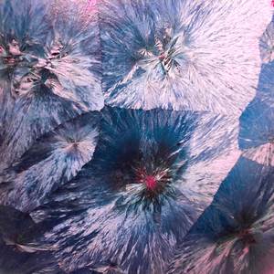 The Minted (Bonus Track)