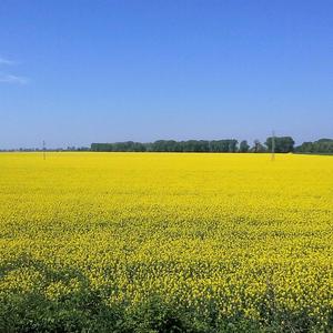 Le Dissonanze del Bosco