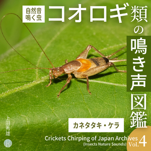 Gryllotalpa orientalis