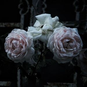 无名玫瑰（feat.cookie puppy）（Prod. by 4Hunnid）