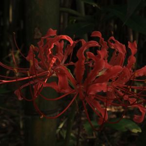 不负如来不负卿