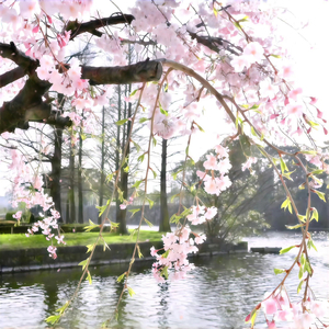 茶花开了