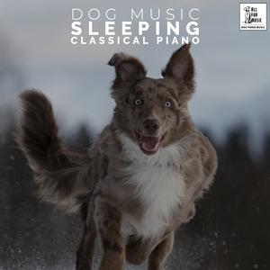 Music For Dogs Moments