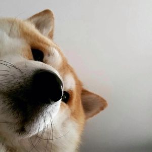 我想离开浪浪山(cover:王小帅)