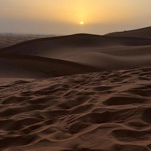 Oveja negra o cisne blanco (canción)