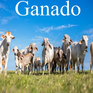 Ganado