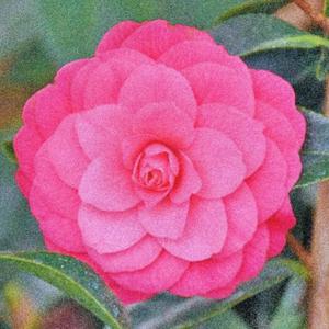 CAMELLIA (feat. KARMYN AVRA & MAYBEMAV)