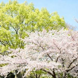四月风吻你发梢