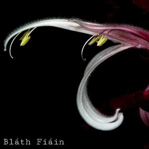 Bláth Fiáin (feat. CAOIMHÍN)