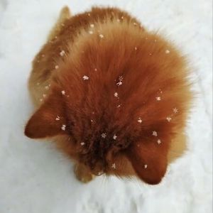 [Trap]BOBBYNOPEACE X SASIOVERLXRD Type beat - 提现