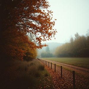 Ромашковый рай