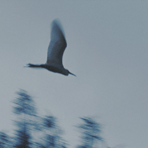 无脚鸟（Clean ver.）